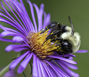 Bees